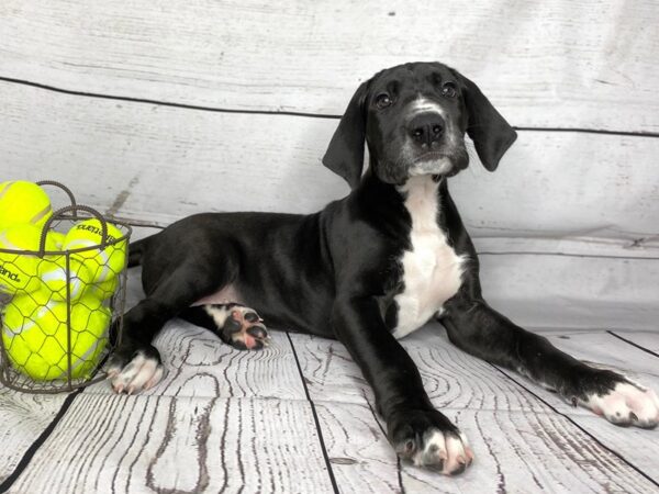 Great Dane-DOG-Female-Black w/ White-1128-Petland Grove City & Columbus, Ohio