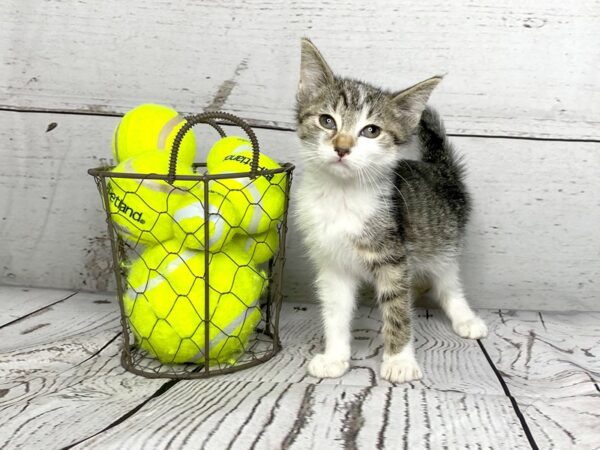 Adopt A Pet Kitten-CAT-Female-Brown and white tabby-1114-Petland Grove City & Columbus, Ohio