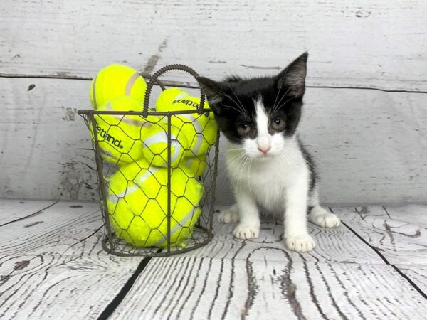 Adopt A Pet Kitten-CAT-Female-Black and white-1113-Petland Grove City & Columbus, Ohio