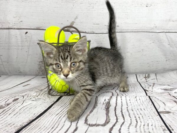 Adopt A Pet Kitten-CAT-Male-Grey tabby-1112-Petland Grove City & Columbus, Ohio