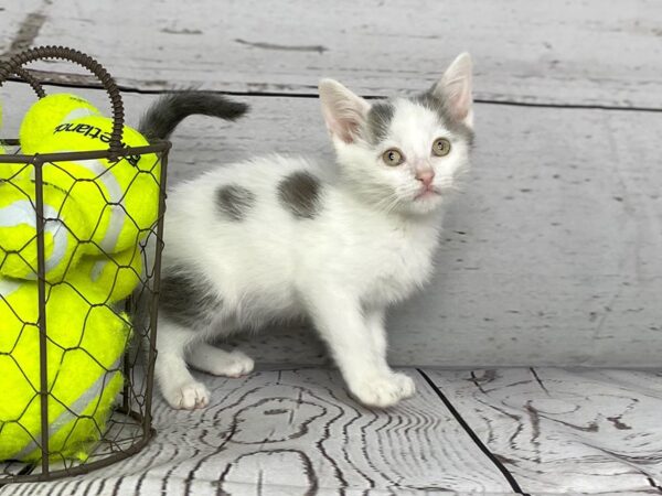 Adopt A Pet Kitten-CAT-Female-White and grey-1111-Petland Grove City & Columbus, Ohio