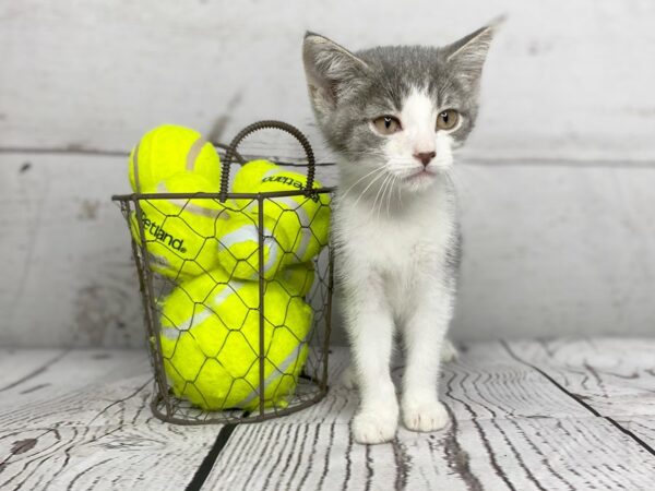 Adopt A Pet Kitten CAT Female Grey and white 1110 Petland Grove City & Columbus, Ohio