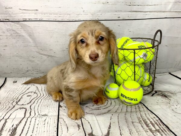 Dachshund DOG Male chocolate & tan dpl 1134 Petland Grove City & Columbus, Ohio