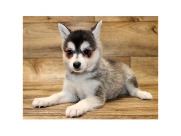 Alaskan Klee Kai DOG Female Black / White 1139 Petland Grove City