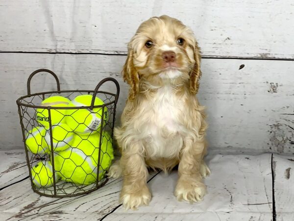 Cocker Spaniel DOG Female buff 1138 Petland Grove City & Columbus, Ohio