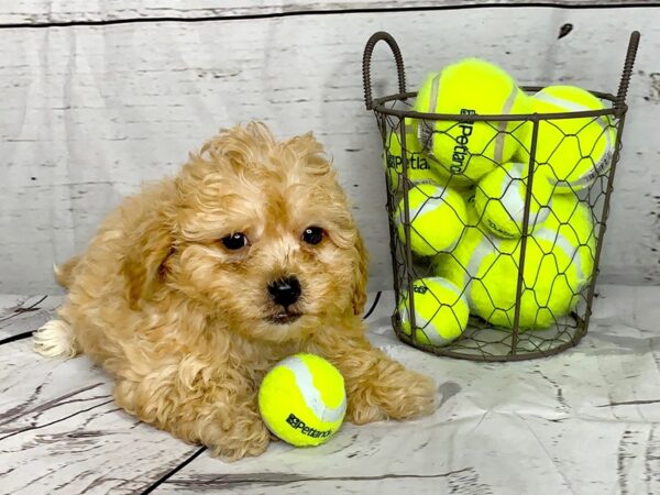 Poo Chon DOG Male DARK RED 1137 Petland Grove City & Columbus, Ohio