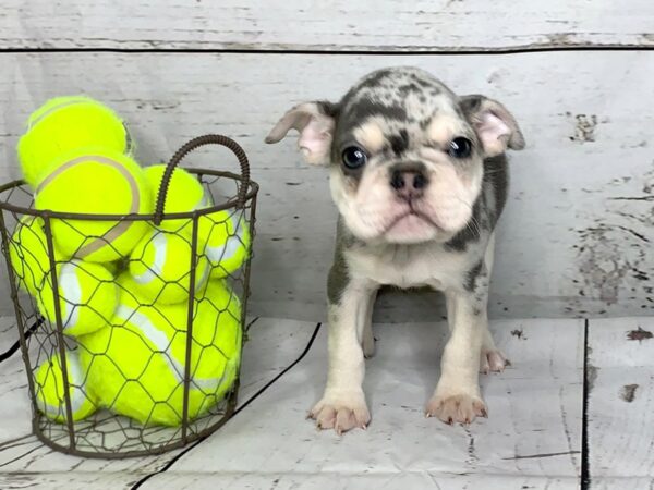 French Bulldog DOG Male lilac/tan merle marks 1133 Petland Grove City