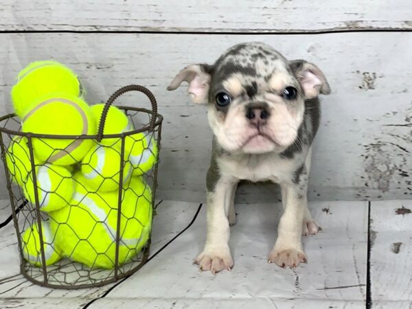 French Bulldog DOG Male lilac/tan merle marks 1133 Petland Grove City & Columbus, Ohio