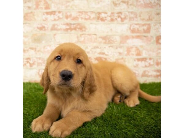 Golden Retriever DOG Male Golden 1143 Petland Grove City & Columbus, Ohio