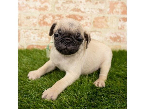 Pug DOG Male Fawn 1144 Petland Grove City & Columbus, Ohio