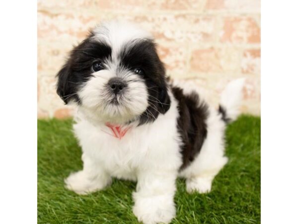 Shih Tzu-DOG-Male-Black / White-1145-Petland Grove City & Columbus, Ohio