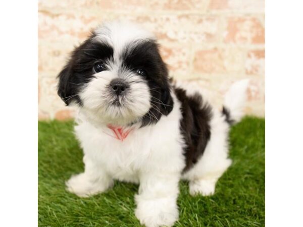 Shih Tzu DOG Male Black / White 1145 Petland Grove City & Columbus, Ohio