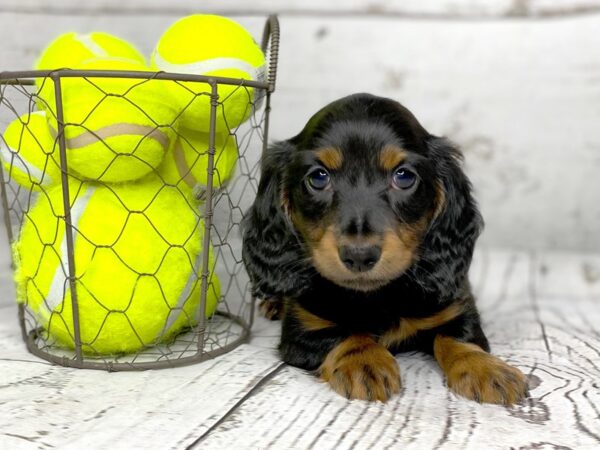 Dachshund DOG Male black tan 1141 Petland Grove City & Columbus, Ohio