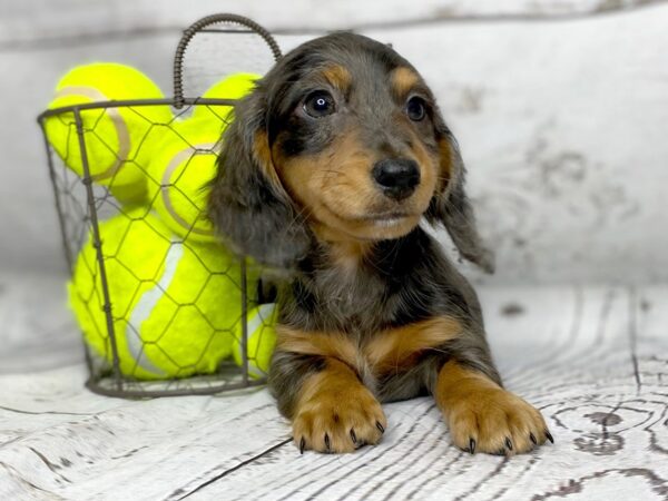 Dachshund DOG Male Bl & Tn dapple 1140 Petland Grove City & Columbus, Ohio