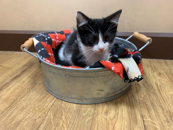 Domestic Short Hair CAT Male black & white 1146 Petland Grove City