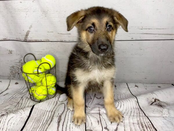 German Shepherd DOG Female Black & Tan 1148 Petland Grove City & Columbus, Ohio