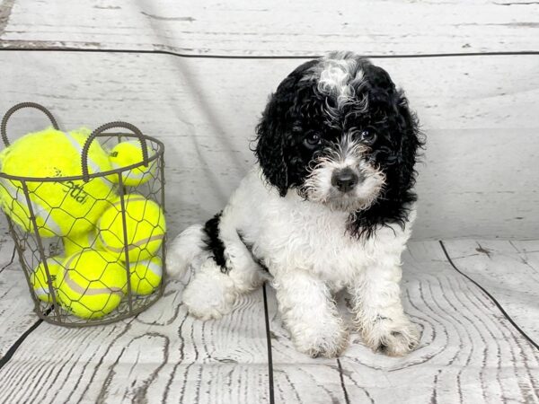 Cava Poo-DOG-Female-BLK WHITE-1150-Petland Grove City & Columbus, Ohio