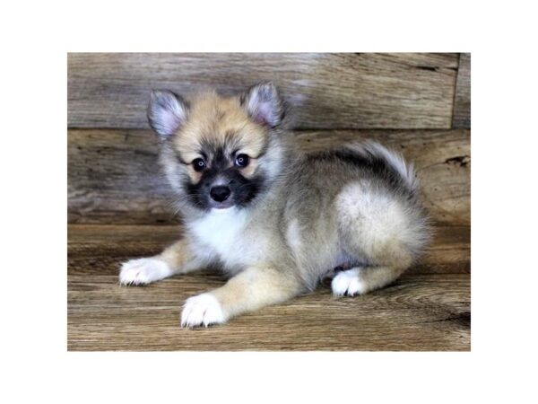 Pomeranian DOG Female Orange Sable 1153 Petland Grove City & Columbus, Ohio