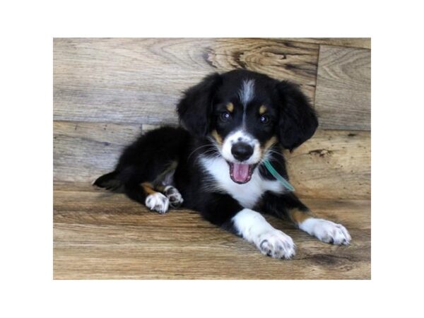 Miniature Australian Shepherd-DOG-Male-Black Tan / White-1154-Petland Grove City