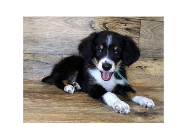 Miniature Australian Shepherd-DOG-Male-Black Tan / White-1154-Petland Grove City & Columbus, Ohio