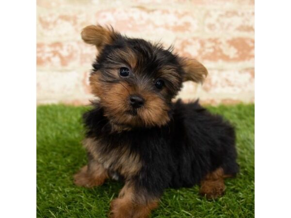 Yorkshire Terrier DOG Male Black / Tan 1155 Petland Grove City & Columbus, Ohio