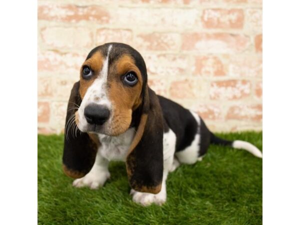 Basset Hound DOG Male Black White / Tan 1156 Petland Grove City & Columbus, Ohio