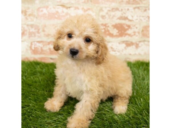 Cock A Poo DOG Male Apricot 1157 Petland Grove City