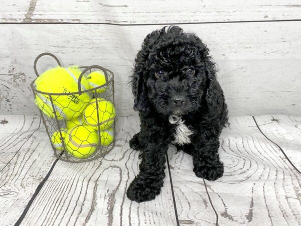 Cava Poo-DOG-Male-BLK-1151-Petland Grove City & Columbus, Ohio