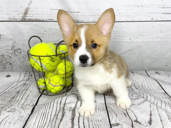 Pembroke Welsh Corgi-DOG-Male-RED WH-1152-Petland Grove City & Columbus, Ohio