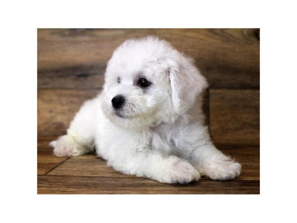 Bichon Frise DOG Male White 1158 Petland Grove City & Columbus, Ohio