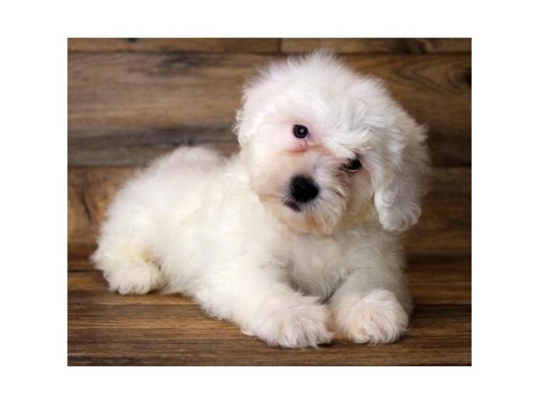 Teddy Bear-DOG-Male-White-1159-Petland Grove City & Columbus, Ohio