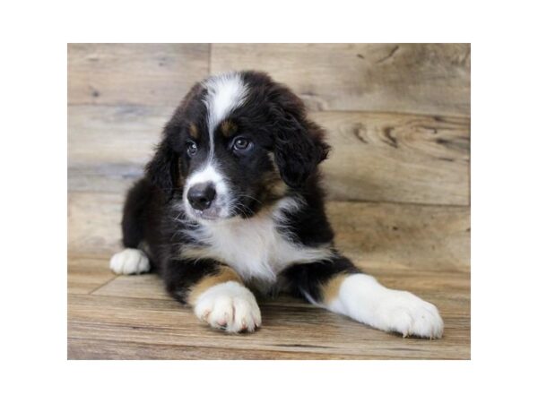 Australian Shepherd DOG Male Black 1160 Petland Grove City & Columbus, Ohio