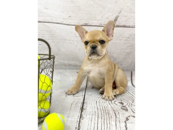 French Bulldog DOG Female Fawn 1163 Petland Grove City & Columbus, Ohio