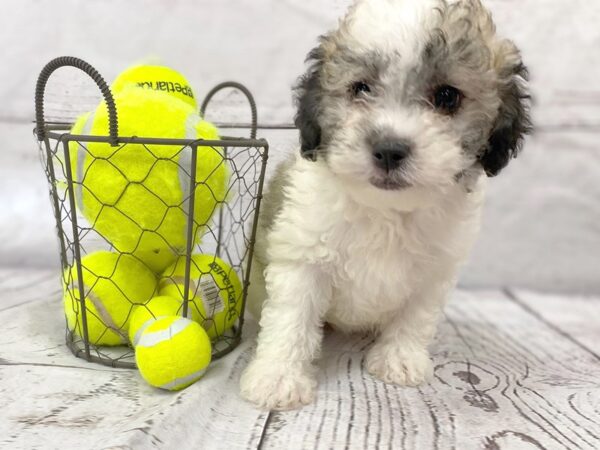 Poo Chon-DOG-Female-BROWN WHITE-1162-Petland Grove City & Columbus, Ohio