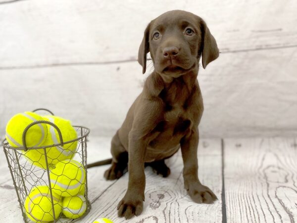 Labrador Retriever DOG Female Chocolate 1161 Petland Grove City & Columbus, Ohio