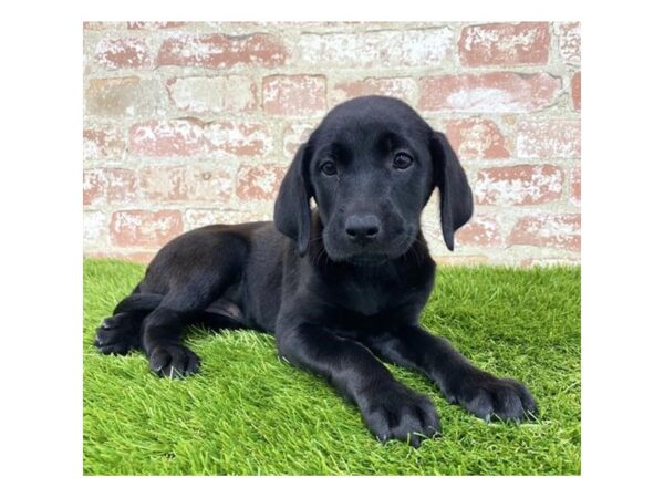 Labrador Retriever DOG Female Black 1165 Petland Grove City & Columbus, Ohio