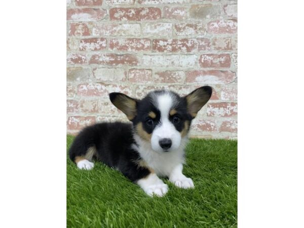 Pembroke Welsh Corgi DOG Female Black White / Tan 1167 Petland Grove City & Columbus, Ohio