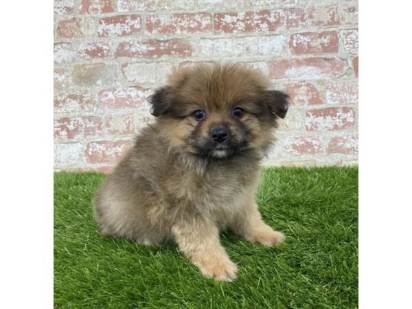 Pomeranian DOG Male Red Sable 1168 Petland Grove City & Columbus, Ohio