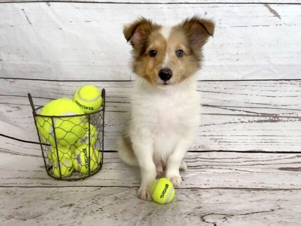 Shetland Sheepdog DOG Male Sable / White 1166 Petland Grove City & Columbus, Ohio