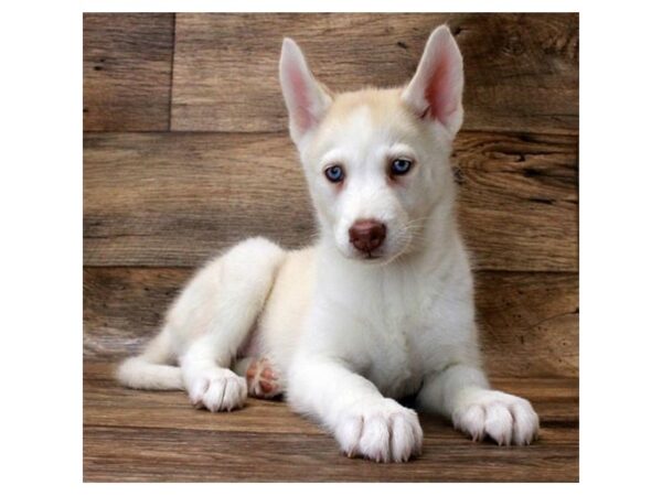 Siberian Husky DOG Female Agouti / White 1169 Petland Grove City & Columbus, Ohio