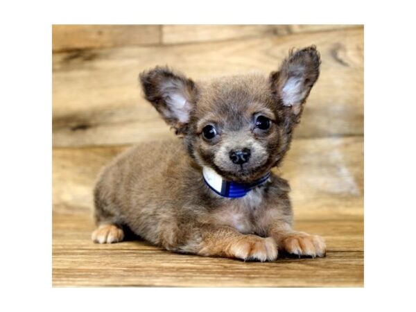 Chihuahua-DOG-Male-Blue Fawn-1170-Petland Grove City & Columbus, Ohio