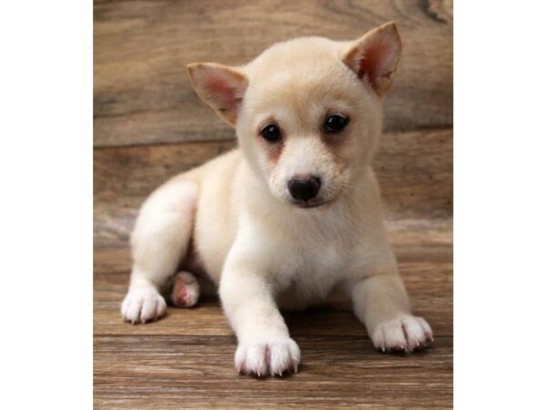 Shiba Inu-DOG-Female-Cream-1172-Petland Grove City