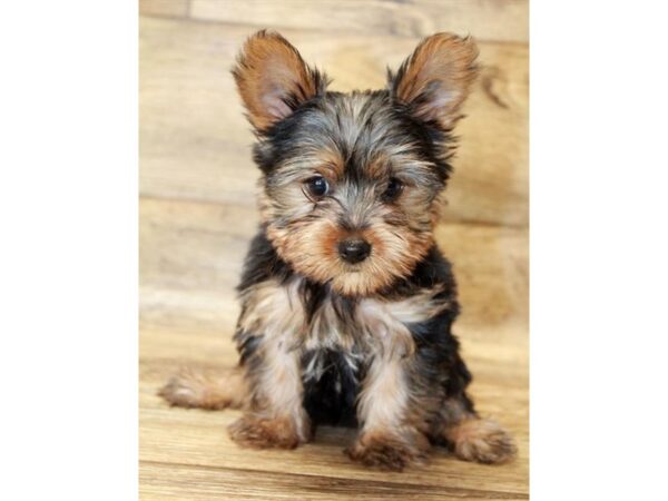 Yorkshire Terrier-DOG-Male-Black / Tan-1173-Petland Grove City
