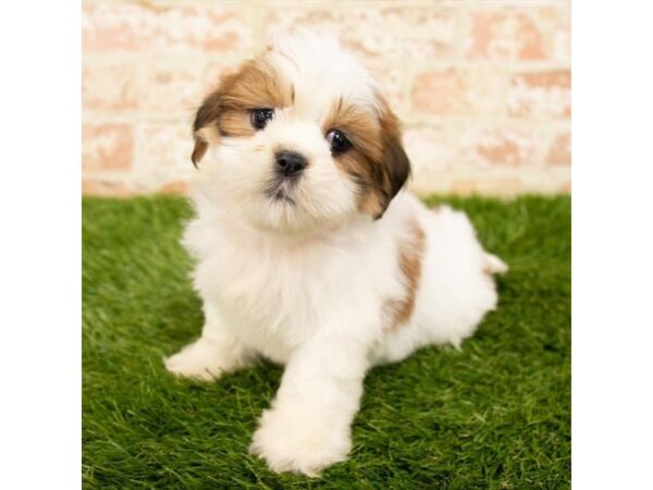 Lhasa Apso DOG Female Golden 1175 Petland Grove City & Columbus, Ohio