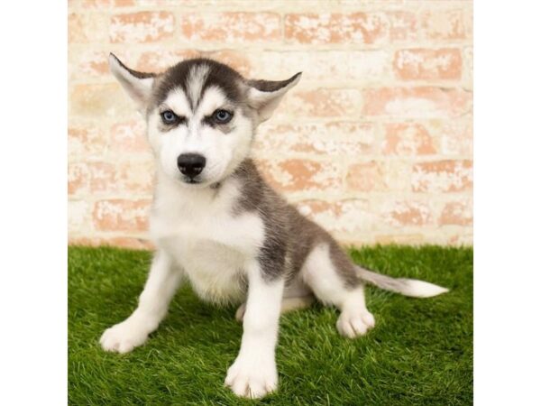 Siberian Husky DOG Female Black / White 1176 Petland Grove City & Columbus, Ohio