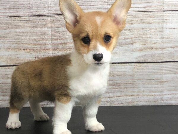 Pembroke Welsh Corgi-DOG-Female-Red / White-1182-Petland Grove City & Columbus, Ohio