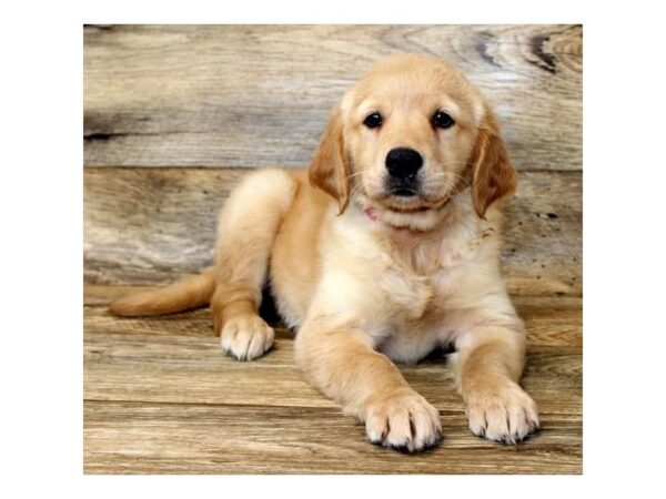 Golden Retriever DOG Female Golden 1181 Petland Grove City & Columbus, Ohio