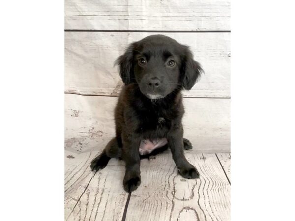 Mini Aussie Poo-DOG-Female--1183-Petland Grove City & Columbus, Ohio