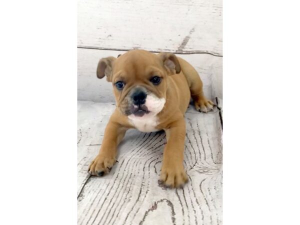 Bulldog DOG Male Red 1179 Petland Grove City & Columbus, Ohio