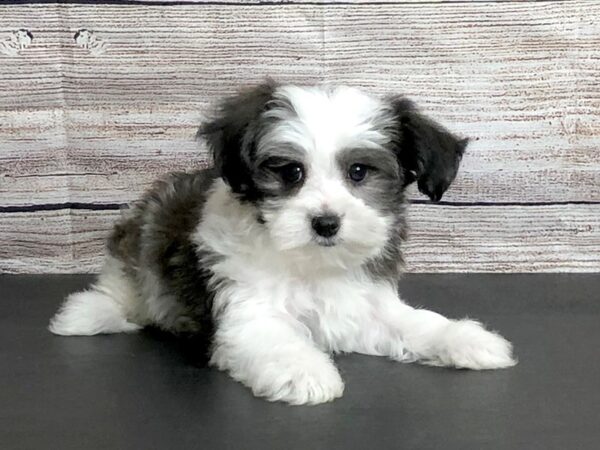 Morkie-DOG-Male-Gold and White-1186-Petland Grove City & Columbus, Ohio